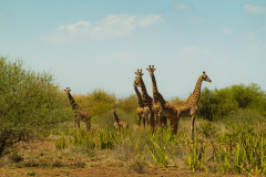 Entwicklung-Meru-Kilimanjaro-00322