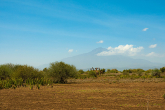 Entwicklung-Meru-Kilimanjaro-00323