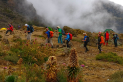 Umbwe-Route-Barranco-Camp-Kilimanjaro-15
